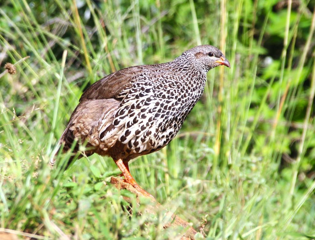 A brown speckled bird walking in long grass