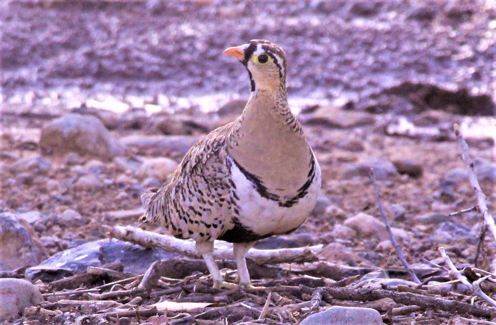 A ground bird standing on pebbles and twigs