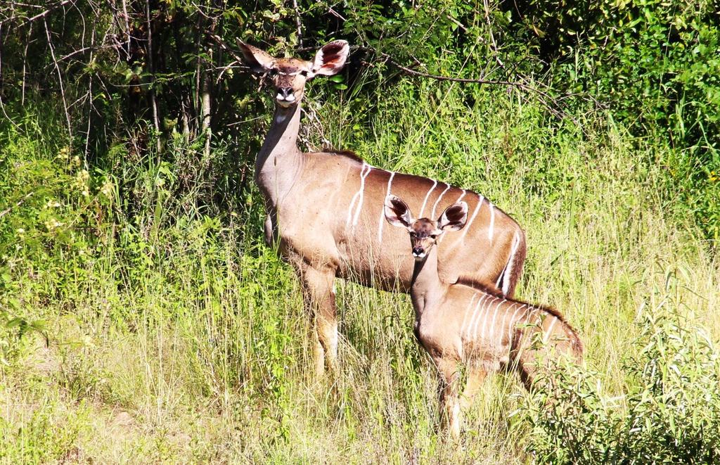 A female kudu with her calf standing in long grass