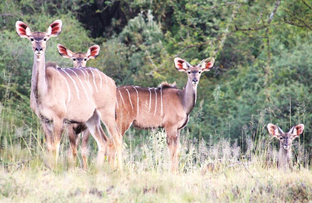 Kudu females and young standing alert in grass
