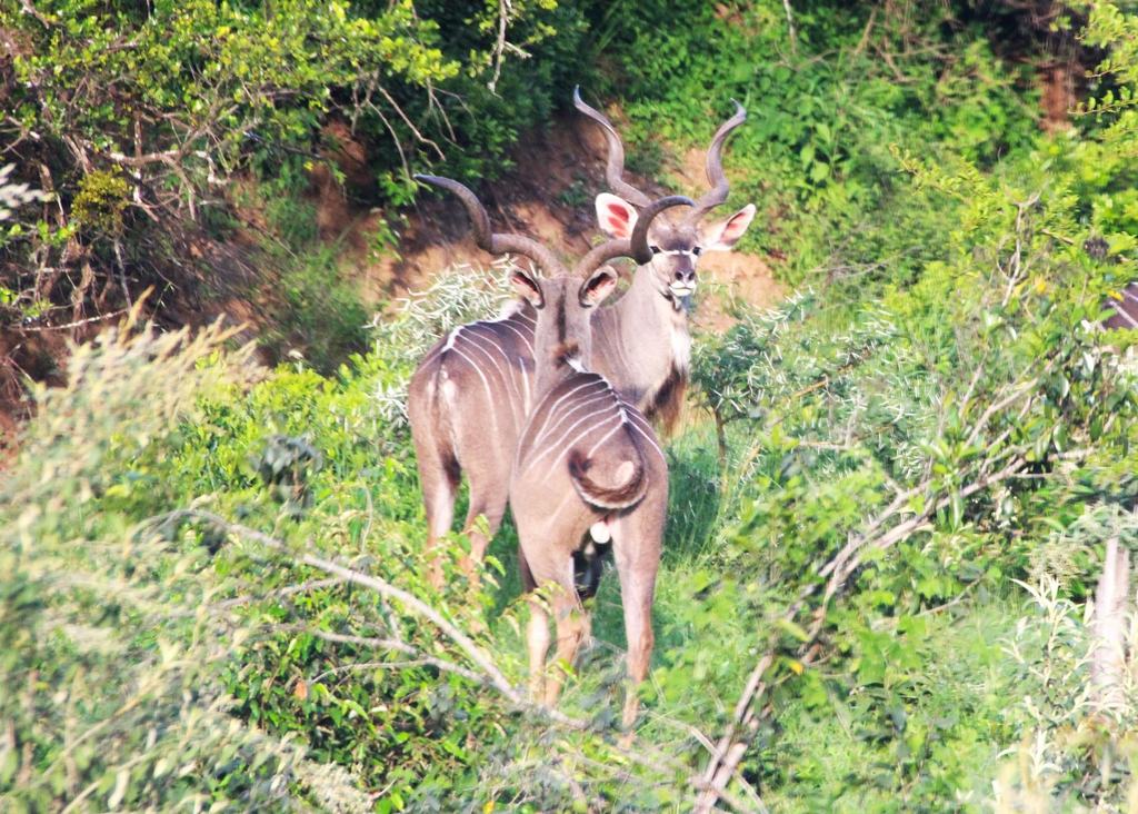 Two kudu standing among green bush