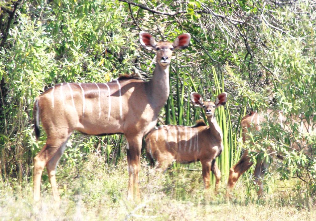 A female kudu with her calf among tall reeds