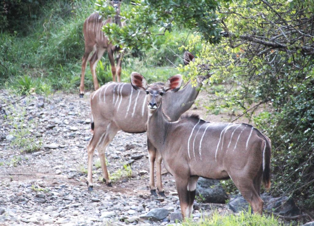 Three kudu standing on a stony track