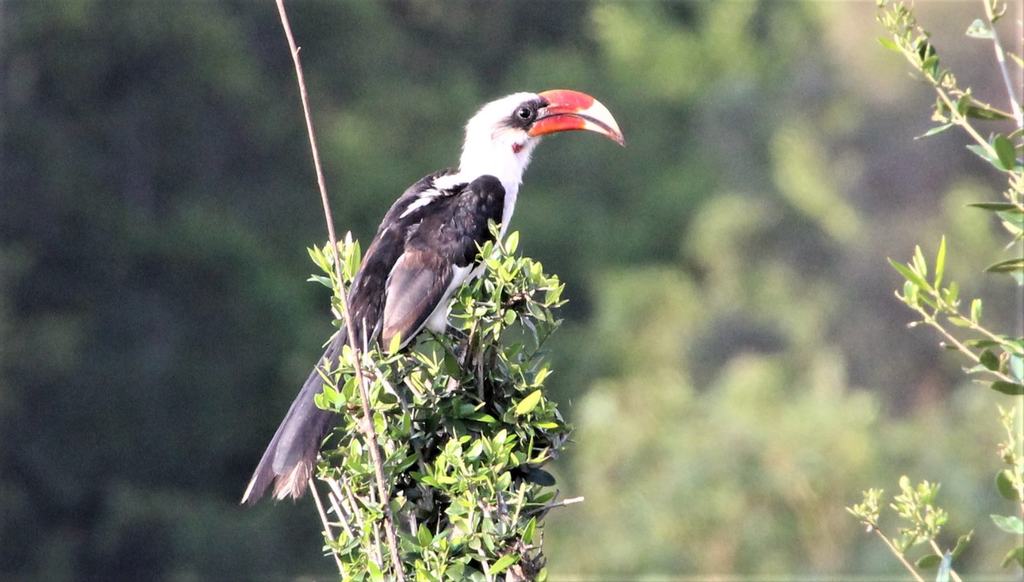 A bird with a large red bill perched on a leafy branch