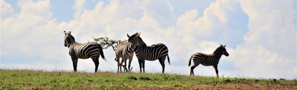 Zebras standing on the skyline under a cloudy sky